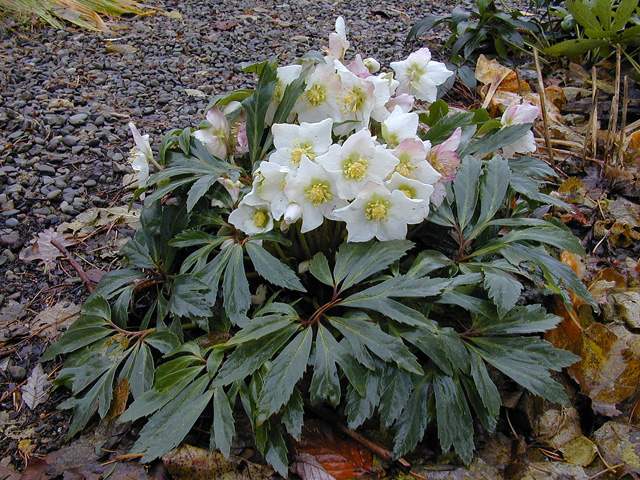 Helleborus Niger